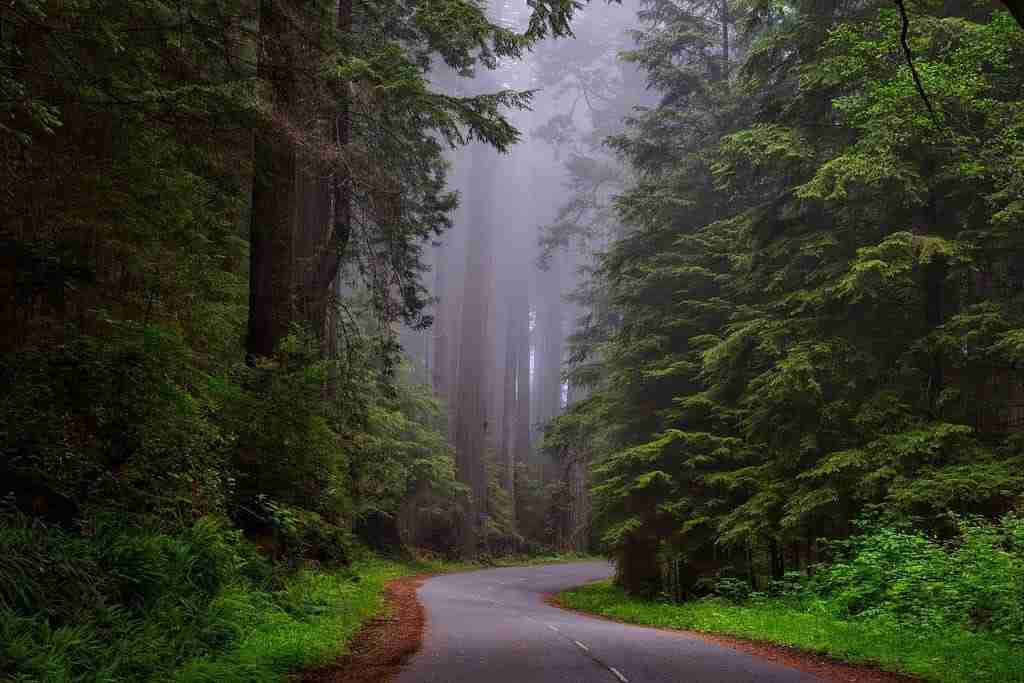 redwood national park 1587301 1280